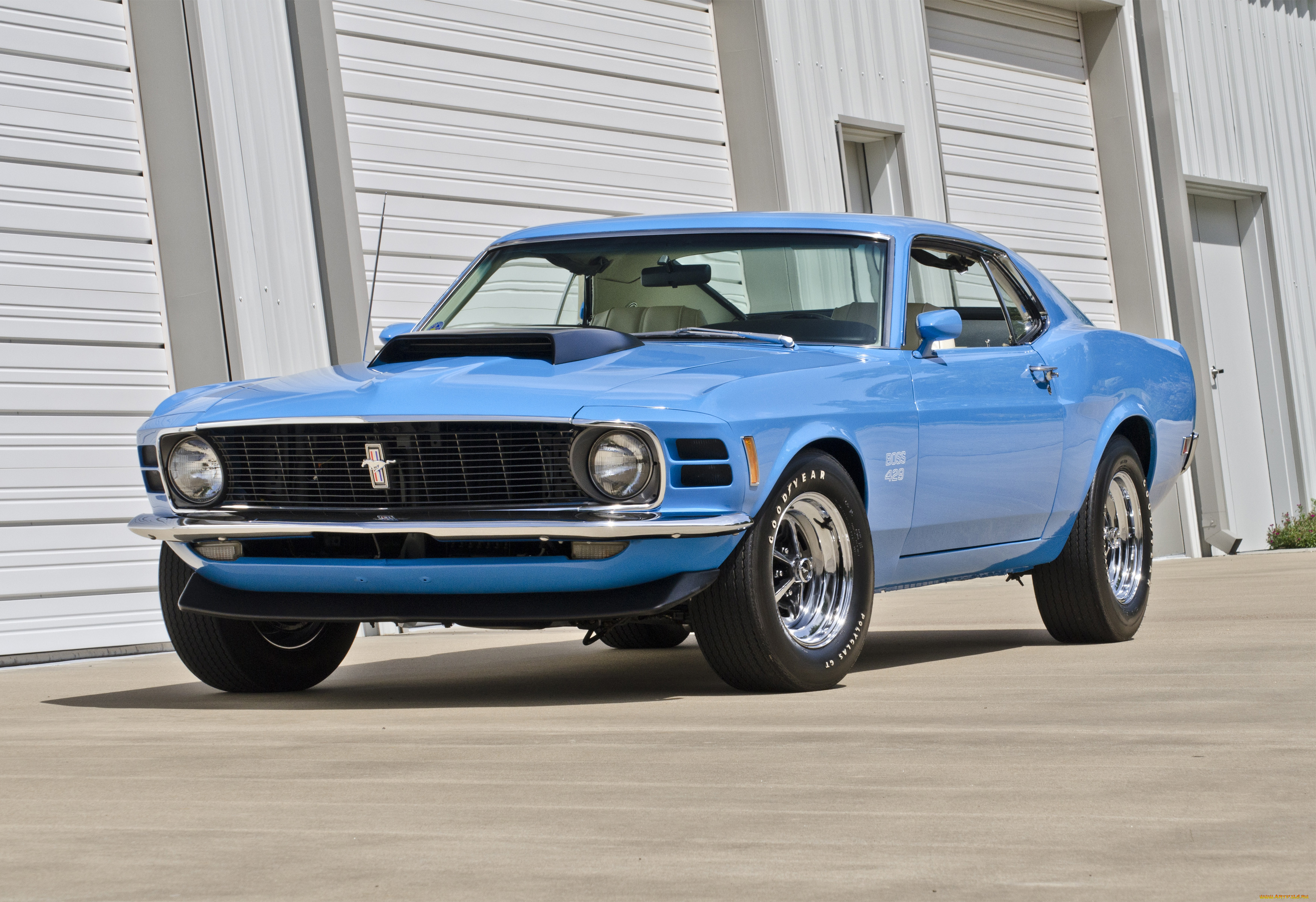 , mustang